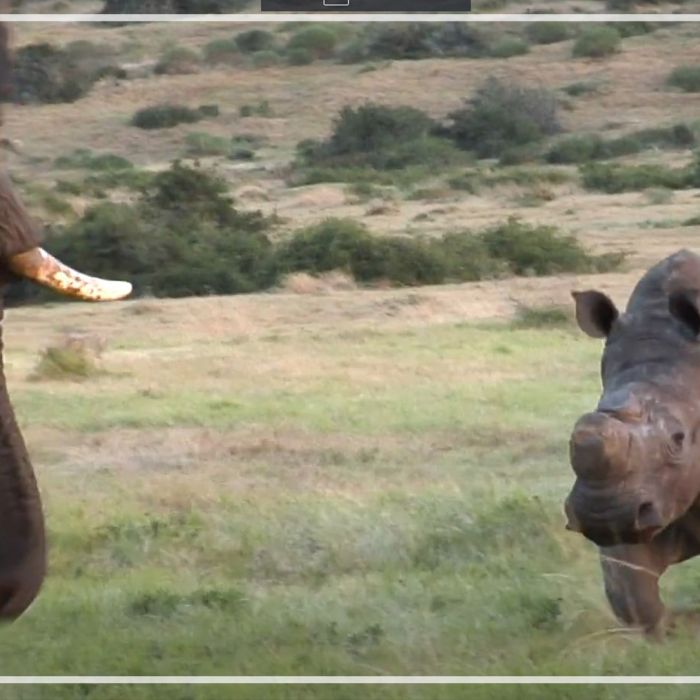 Elephant and white rhino standoff