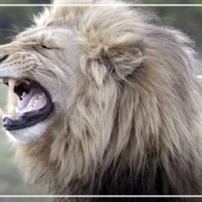 African lions in slow motion (120FPS)