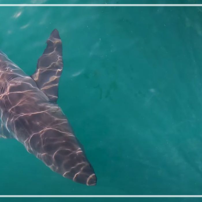 Birdseye angle of great white sharks swimming