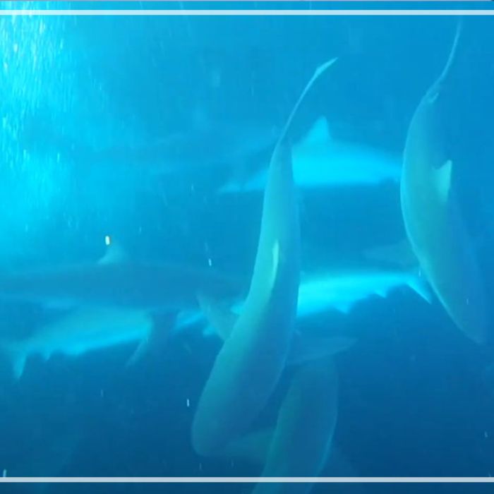 Blacktip sharks on bait-ball at sardine run