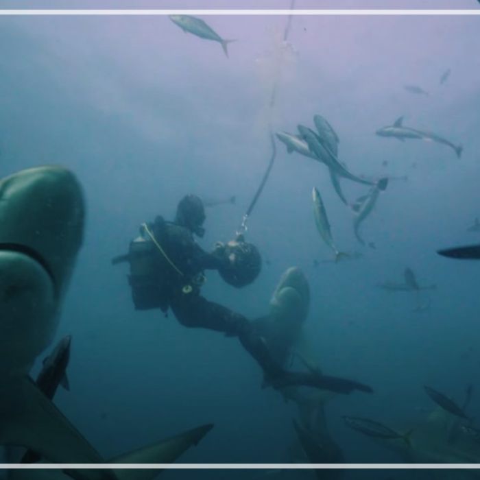 PL005 – Blacktip sharks swimming at depth around bait-drum
