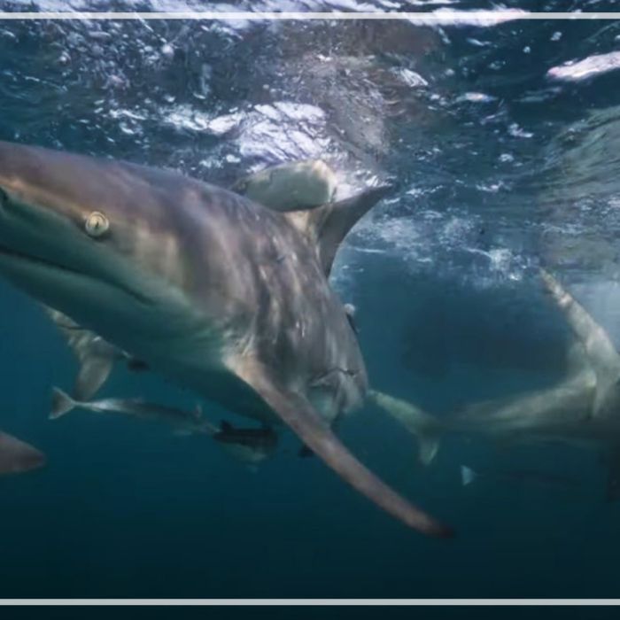 PL003 – Blacktip sharks swimming at surface