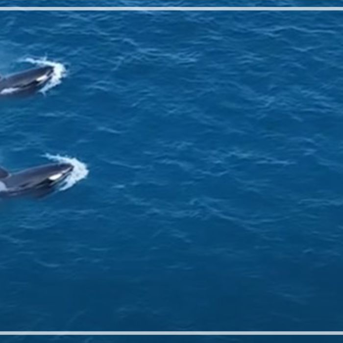 Aerials of family pod of eight Orca