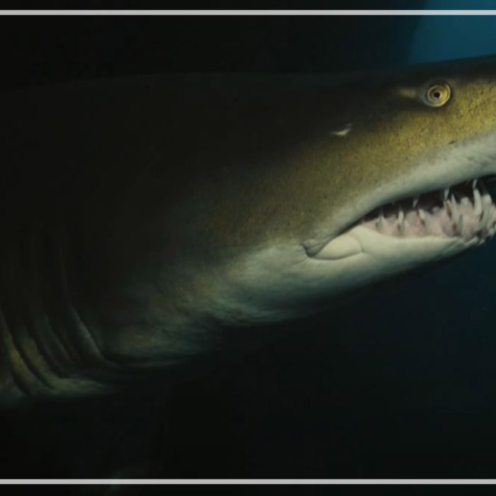 Grey nurse sharks in moody waters