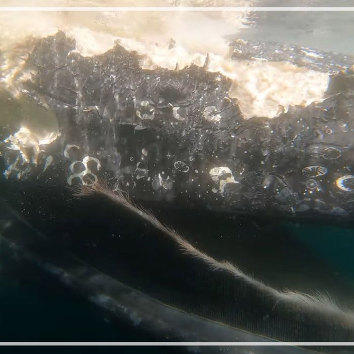 Floating humpback whale carcass