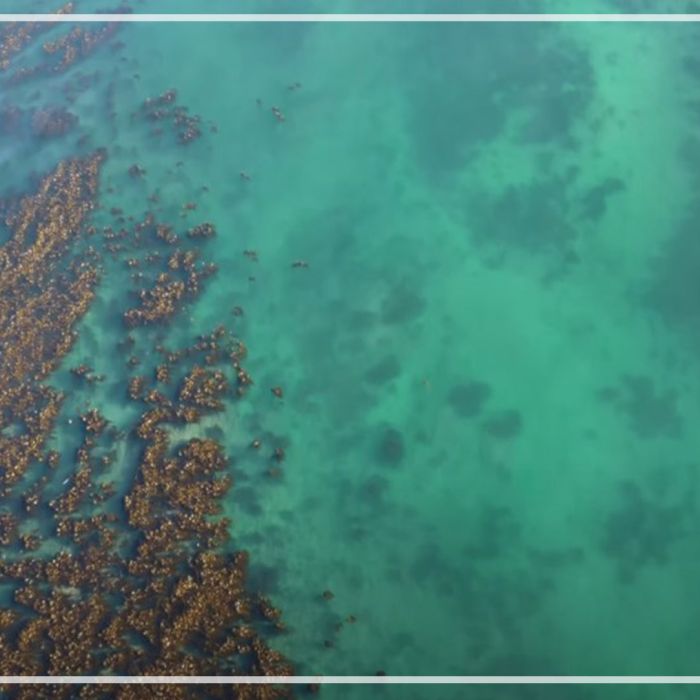 Aerial of kelp forests