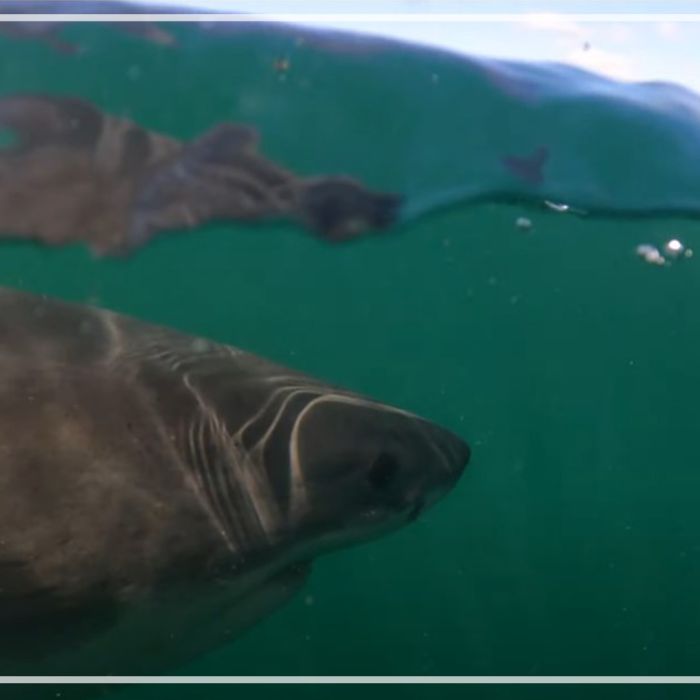 Overunder shots of great white sharks swimming