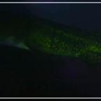 RJ-Cover-puffadder at night