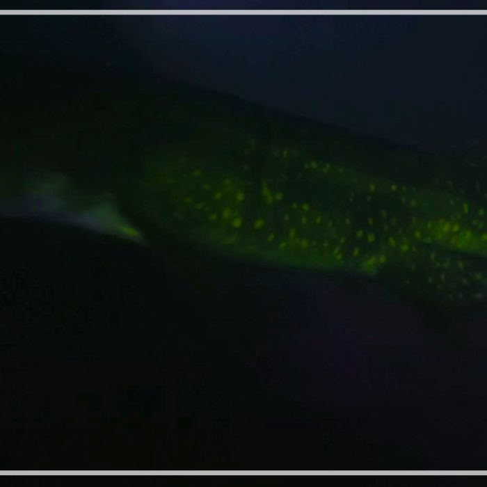 Puffadder shysharks glowing with biofluorescence at night