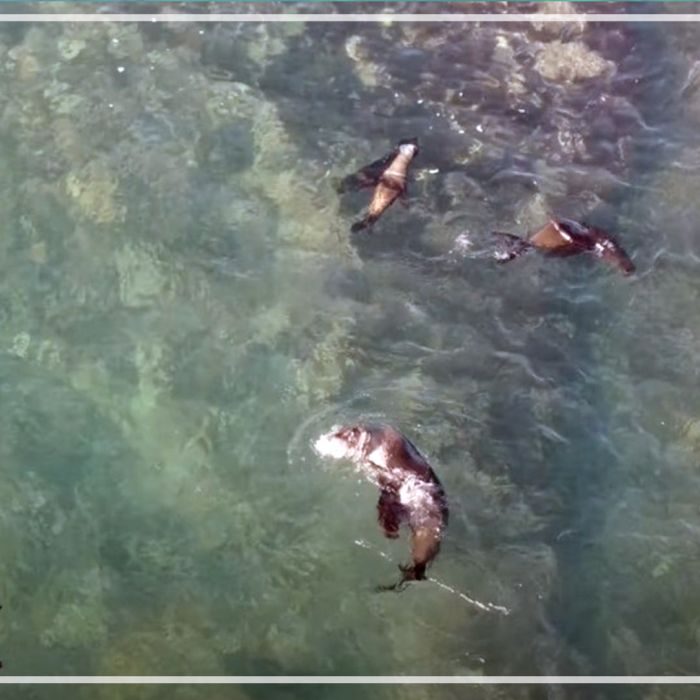 Aerial of rafting Cape fur seals