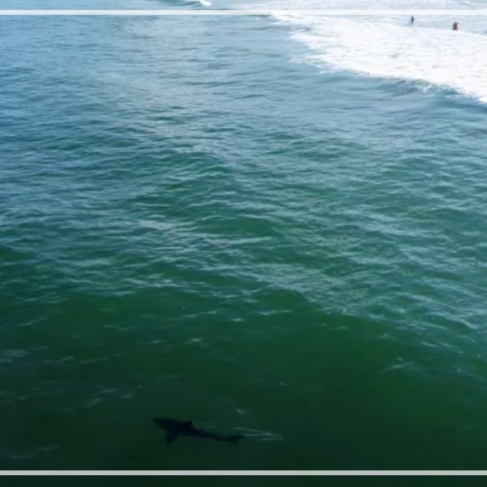 Great white sharks patrolling beaches alongside humans