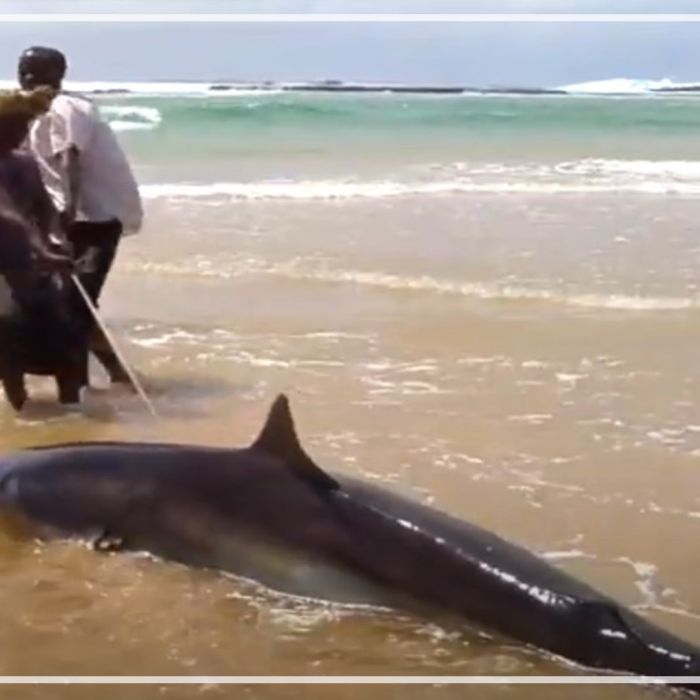 Shark fishing in Mozambique