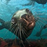 Sardine Run Expedition