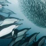 Sardine Run Expedition