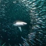 Sardine Run Expedition