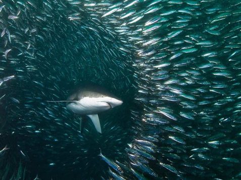 Sardine Run - sharks