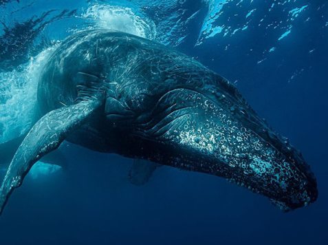 sardine run - humpback whale