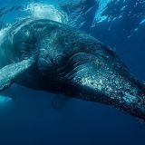 Sardine Run Expedition