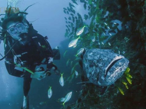 Underwater photography training internship - diver with potato bass