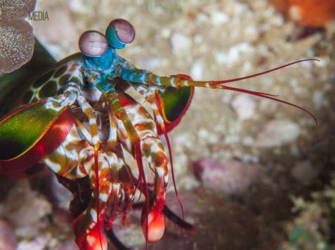 Underwater photography training internship - mantis shrimp