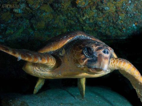 Underwater photography training internship - turtle swimming