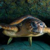Underwater Videography Course