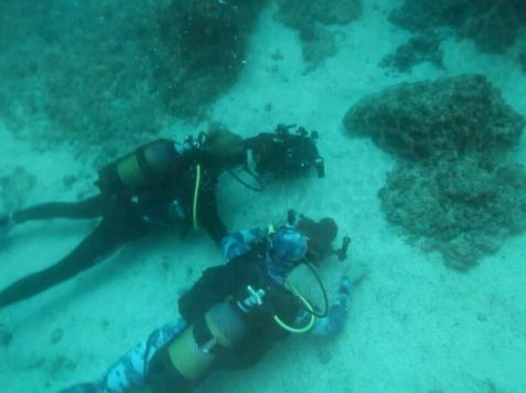 Underwater photography training internship - underwater training