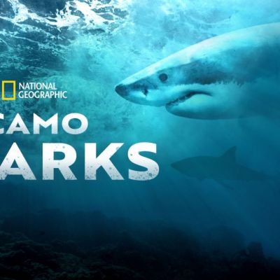camo sharks 1