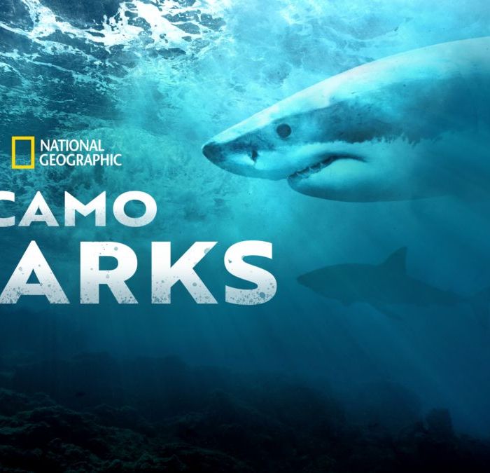 Camo Sharks