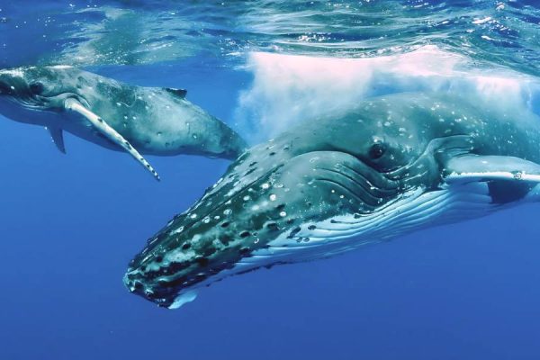 Humpback whale expeditions to Niue islands