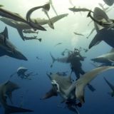 Underwater Videography Course