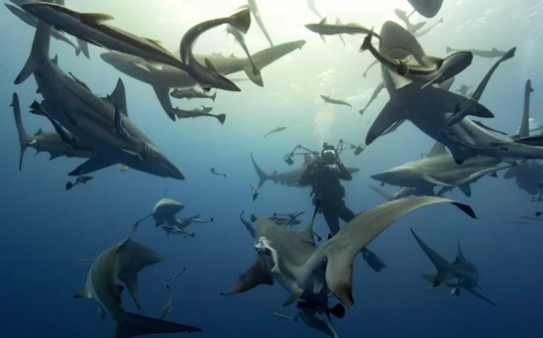 Underwater Videography Course
