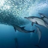 Sardine Run Expedition