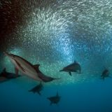Sardine Run Expedition