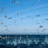 Sardine Run Expedition