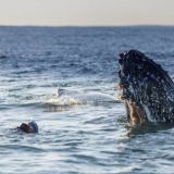 Sardine Run Expedition