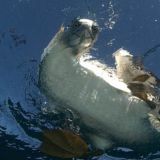 Sardine Run Expedition