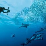 Sardine Run Expedition