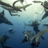 Expedition to Shark Reef