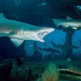 Expedition to Shark Reef