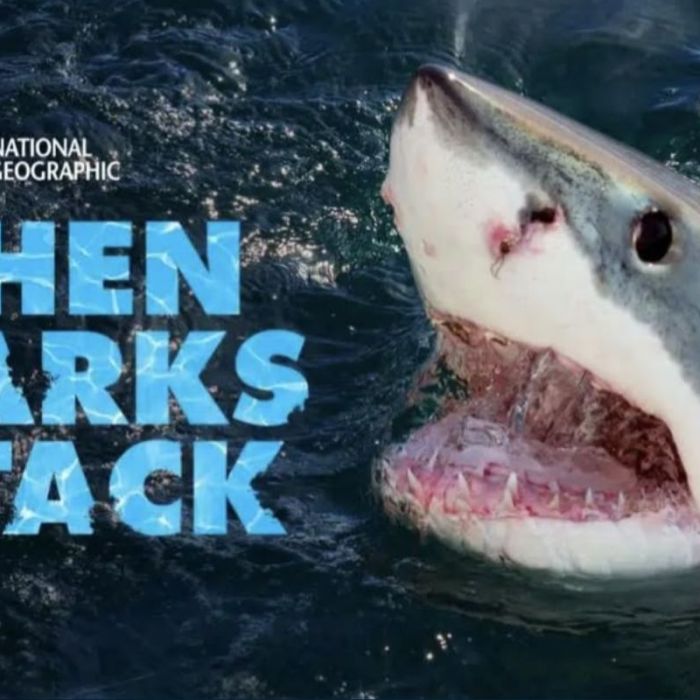 When Sharks Attack 360