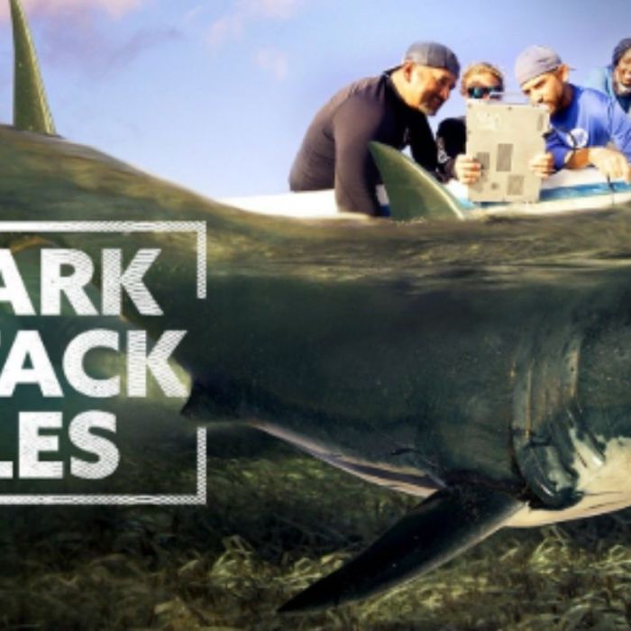Shark Attack Files