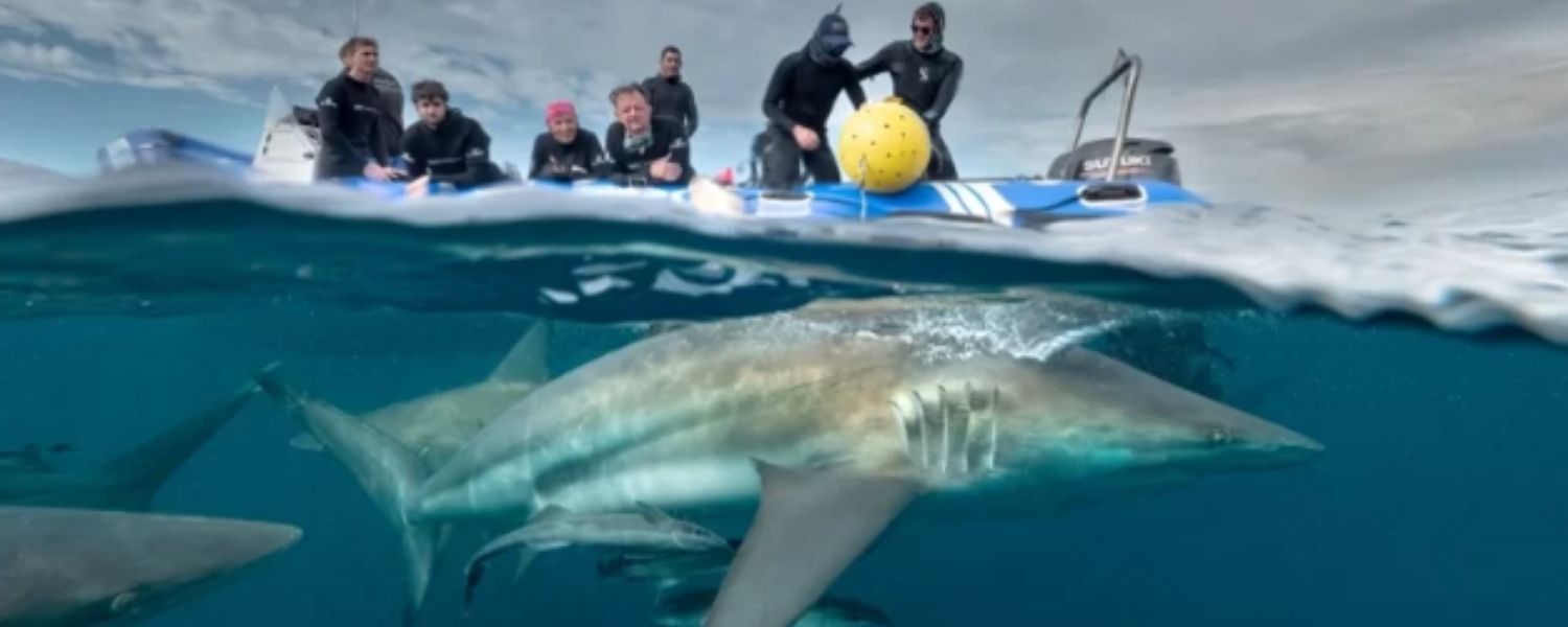 Expedition to Shark Reef