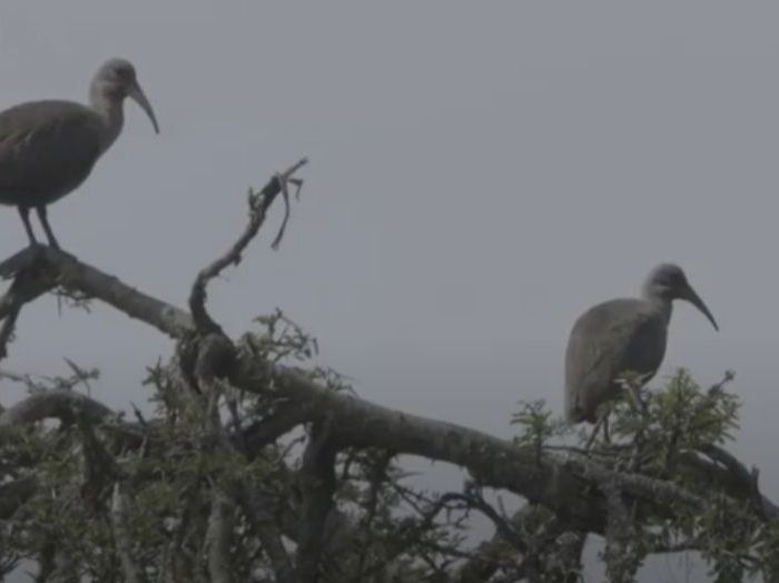 PL077 – Hadeda birds roosting in trees