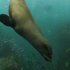 Cape fur seal swimming underwater
