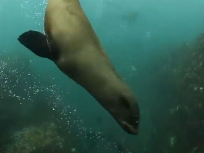 PL067 – Cape fur seals swimming in ocean