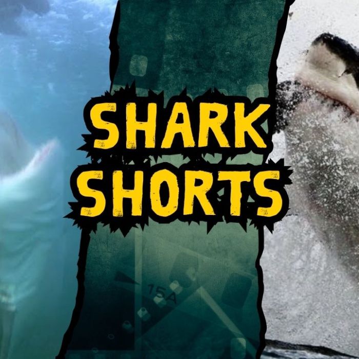 Shark Shorts
