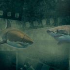 IT's A SHARK SHOW (5)