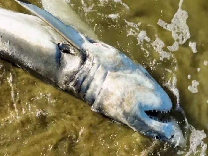 PL048 – White shark carcass killed by Orca’s Port and Starboard