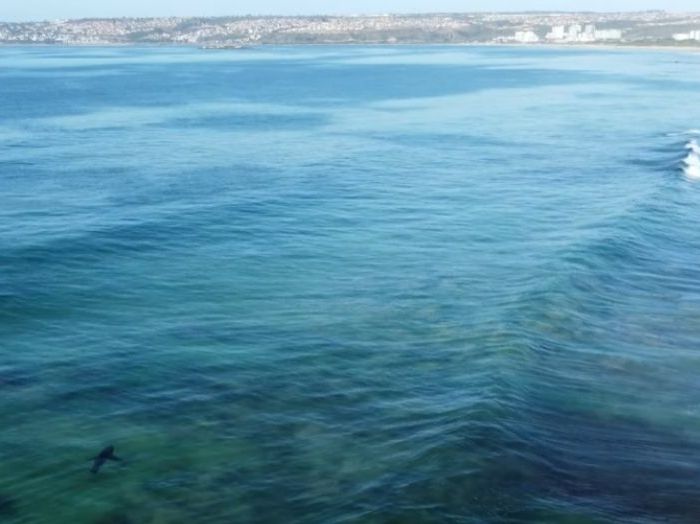 PL019 – Great white sharks tilt to Seal Island